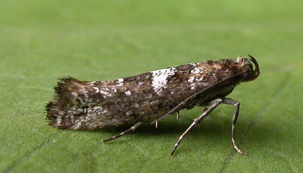 Adult leek moth